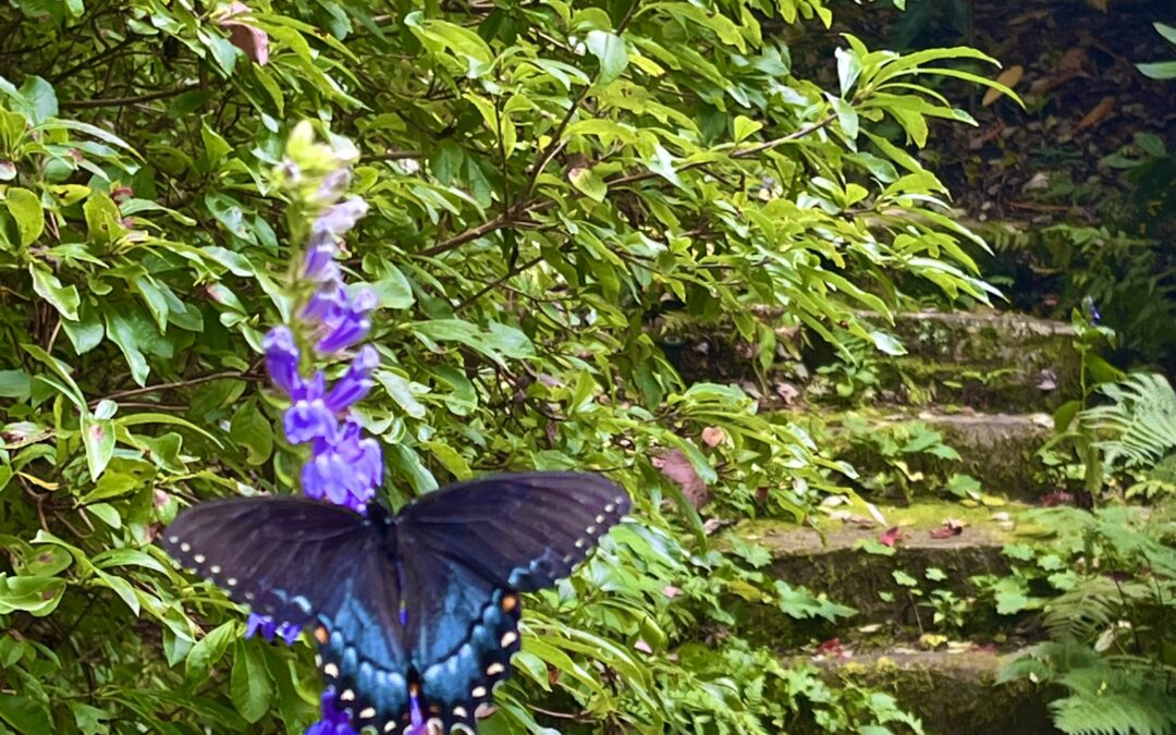 The Night Shift: Migrating Nocturnal Pollinators