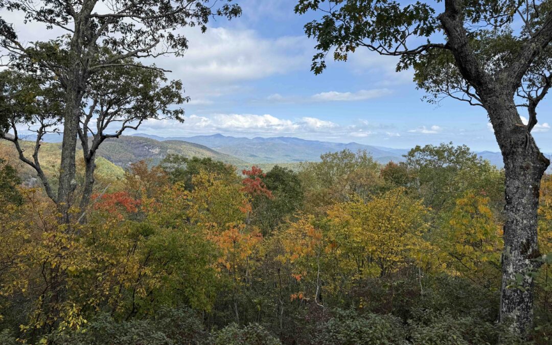 Letter from the Executive Director