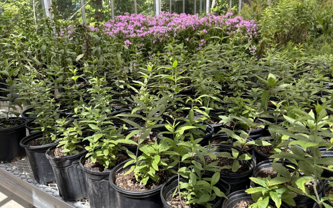 The Community Native Plant Sale is Friday, July 31st!