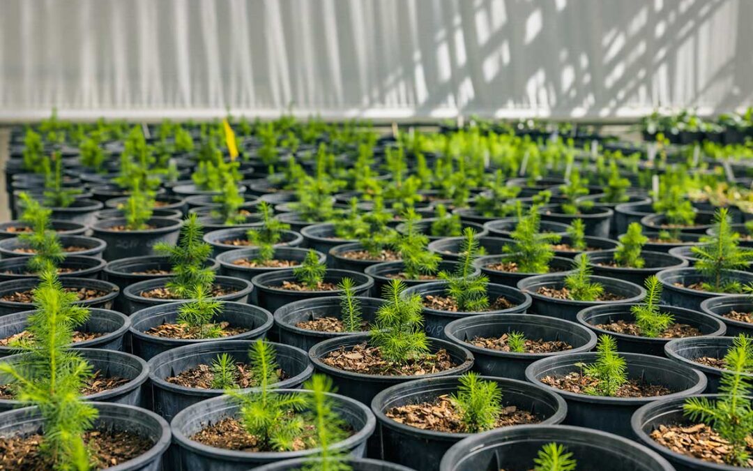 SASRI: Restoring Red Spruce to the Southern Appalachians