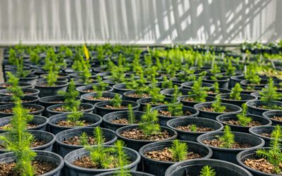 SASRI: Restoring Red Spruce to the Southern Appalachians