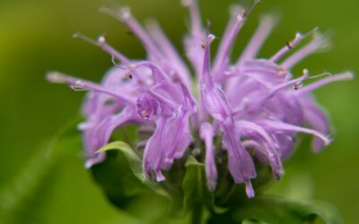 Gardening Corner – Summer 2026