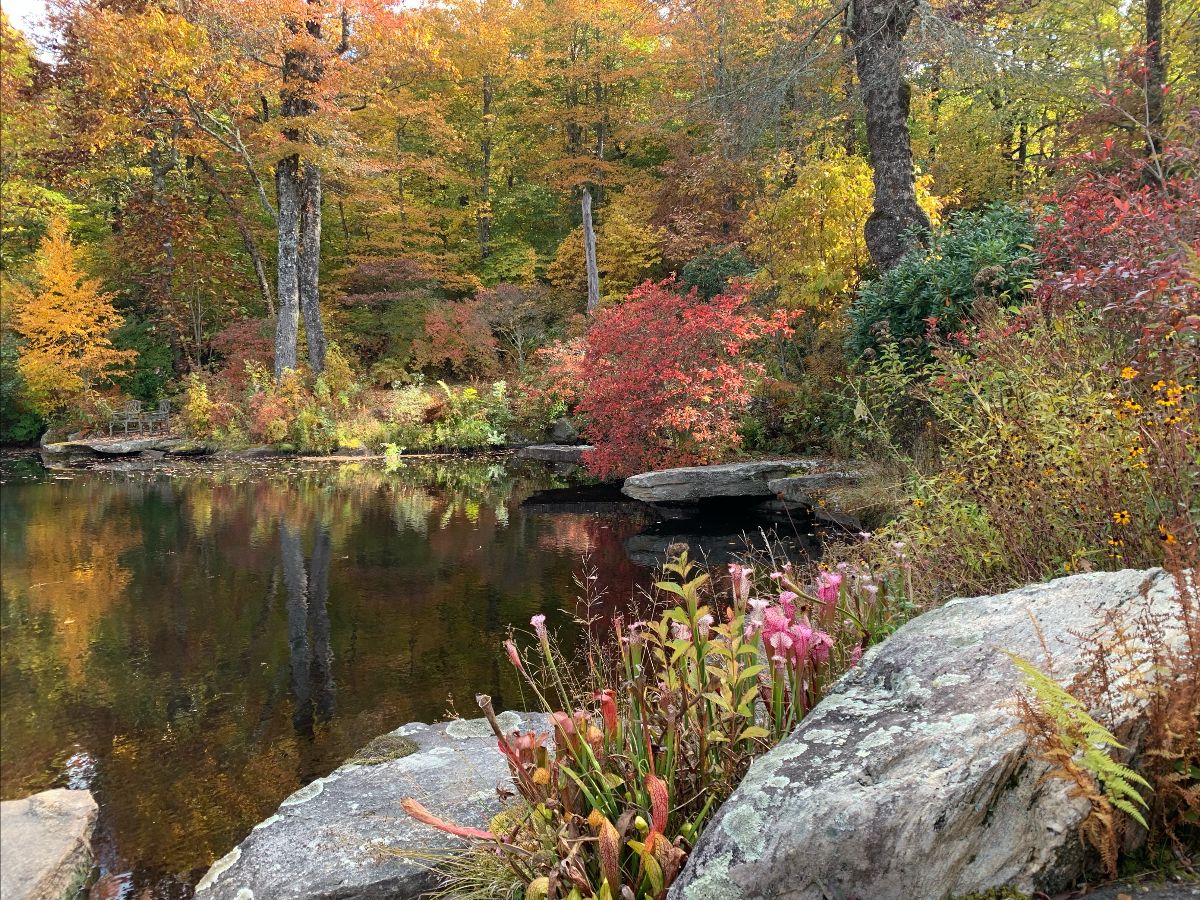 Fall at Vaseyi Pond